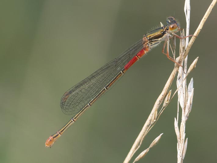 Ceriagrion tenellum (Small Red Damselfly) female.jpg